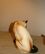 Фарфоровая статуэтка Сиамская кошечка от автора  от Andrea Sadek 2