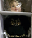 Коллекционная кукла Мяу Cat’s Meow от автора Donna & Kelly Rubert от Другие фабрики кукол 2