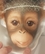 Абэ обезьянка от автора  от Ashton-Drake 4