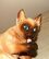Сиамская кошка, сиамский кот от автора  от Andrea Sadek 1