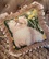 Диванная подушка Котёнок в одуванчиках от автора  от Rusbutik 3